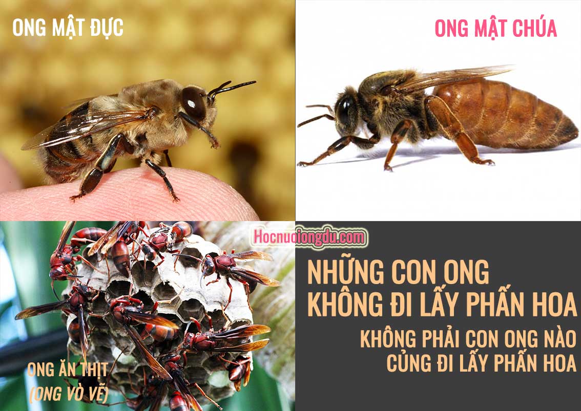 Những loài ong không ăn phấn hoa và lấy phấn hoa