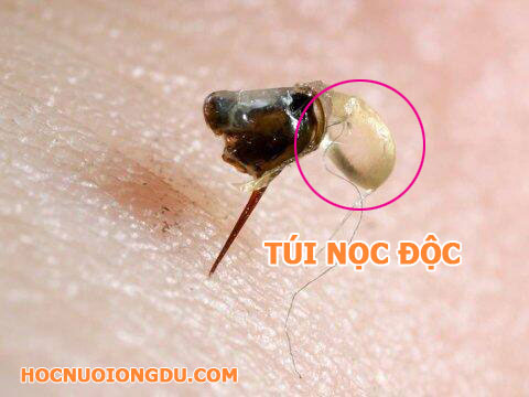 Túi nọc chứa độc của con ong