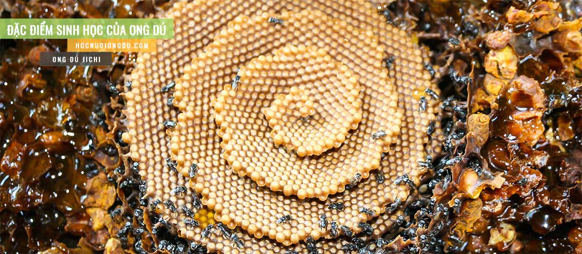 Nuôi ong dú ở Việt Nam, tổ ong dú