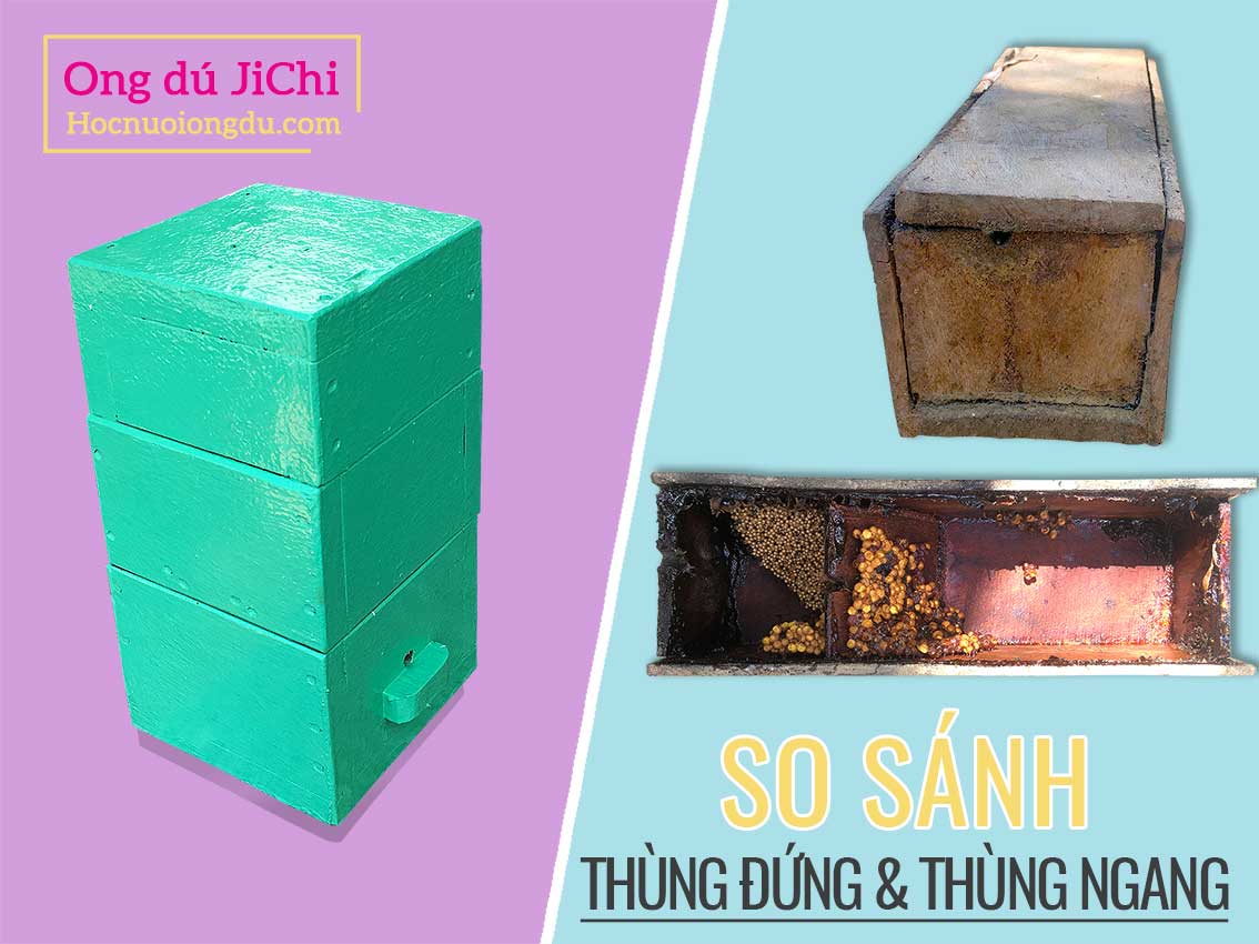 Nuôi ong dú trong thùng ong đứng hay thùng ngang tốt nhất