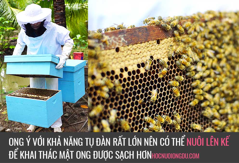 Nuôi ong lên kế, thùng nuôi ong hiện đại