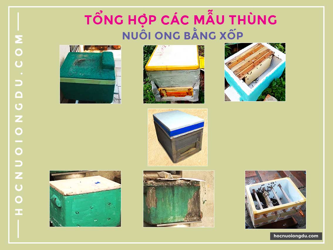 Kỹ thuật nuôi ong trong thùng xốp với các mẫu thùng nuôi ong