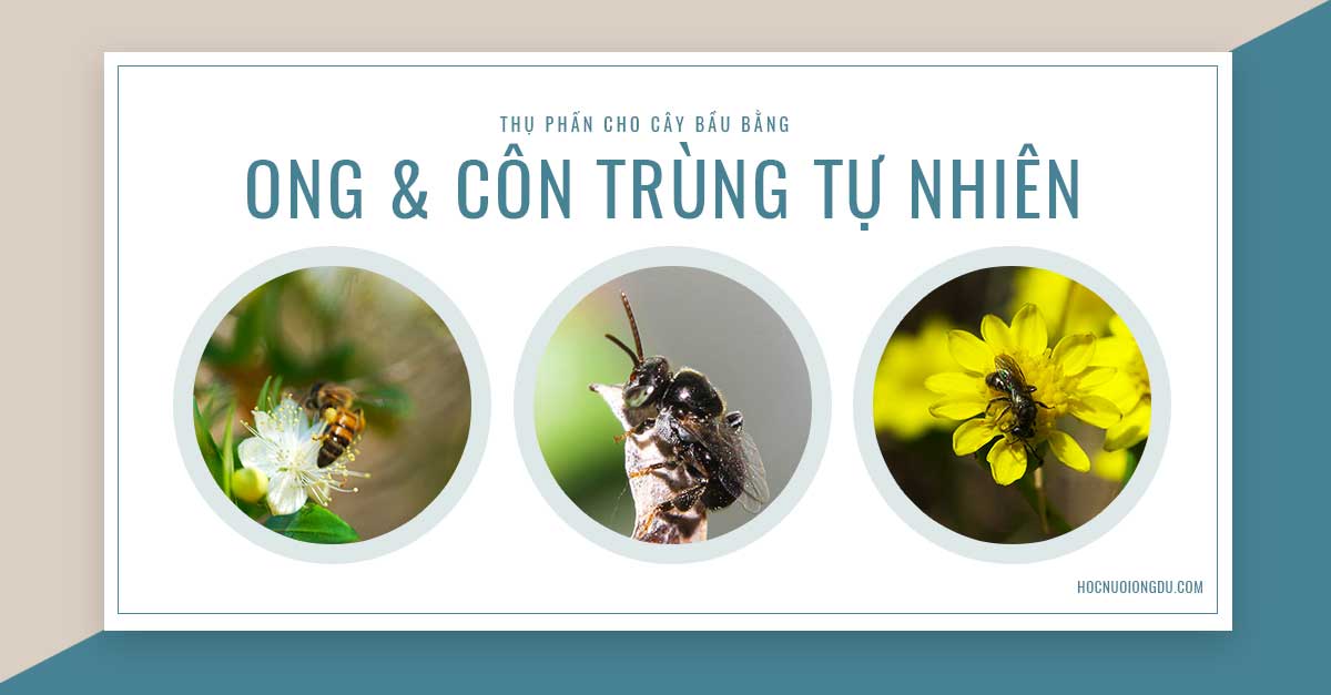 Nuôi ong thụ phấn cho hoa bầu