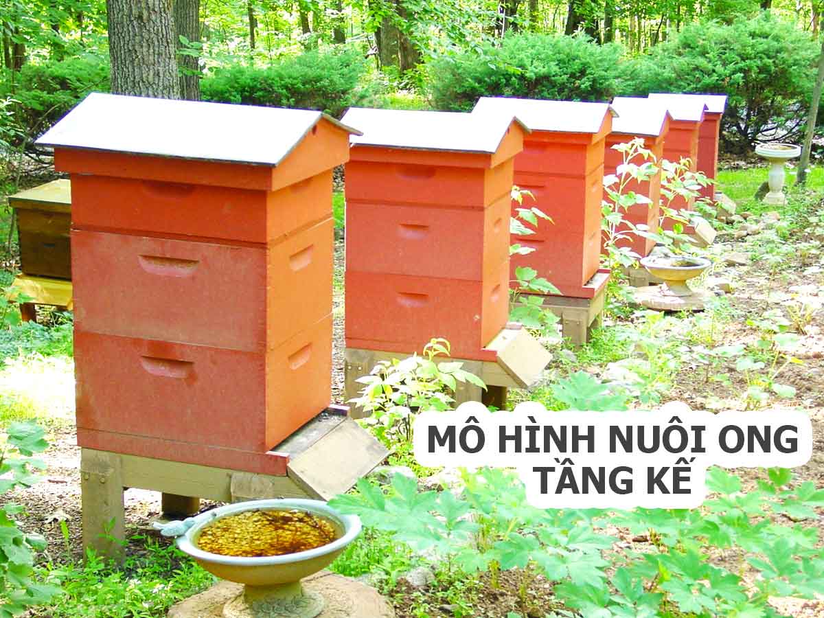 nuôi ong thùng kế và mô hình nuôi ong tầng kế