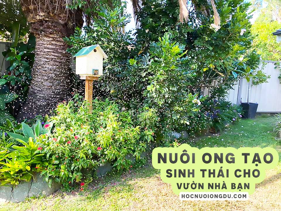 nuôi ong trong vườn cây