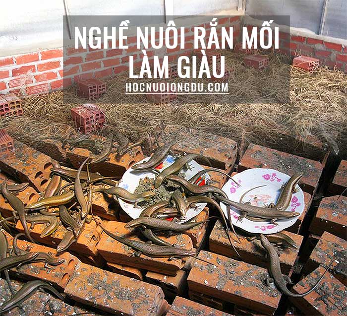 Nuôi rắn mối nhanh giàu nhất