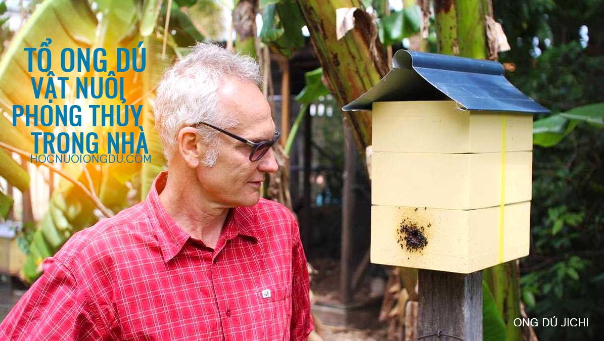 có gì bên trong tổ ong dú - native bees