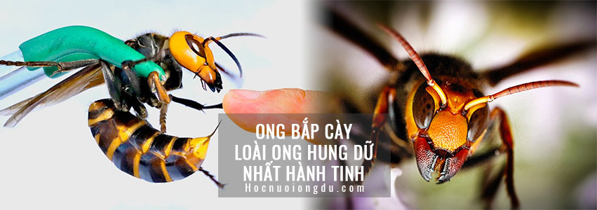 ong bắp cày đốt các loại ong độc nhất