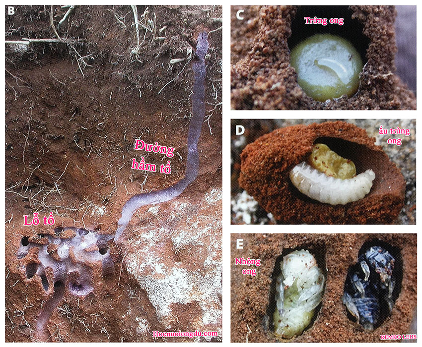 vòng đời của ong bắp cày trong đất từ trứng đến ong trưởng thành