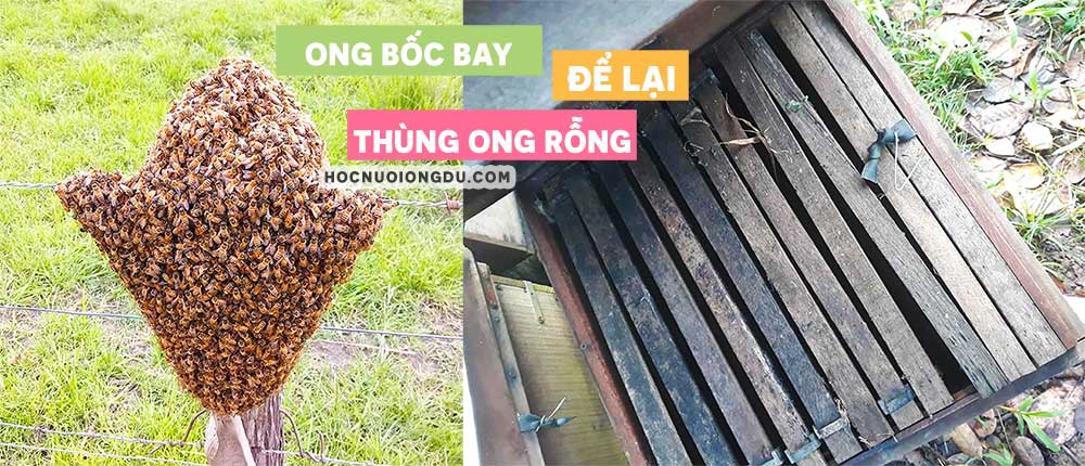 ong bỏ tổ đi, hiện tượng ong bốc bay