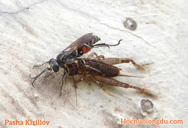 ong bắp cày tấn công một con dế cơm để làm con mồi trong tổ của chúng