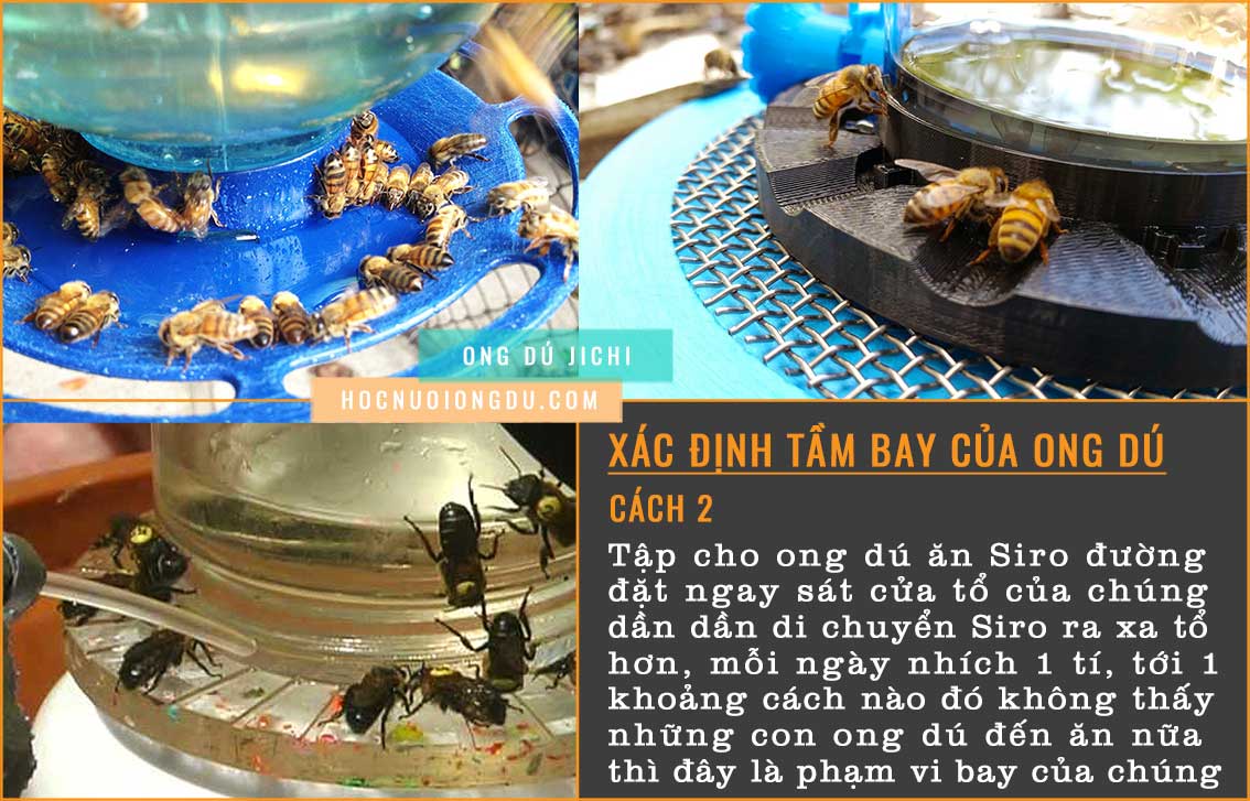 Ong dú bay bao nhiêu km, cách dụ ong dú