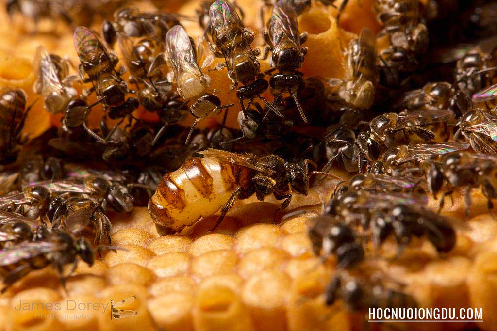 Ong dú chúa đã giao phối và đang đẻ trong tổ ong dú