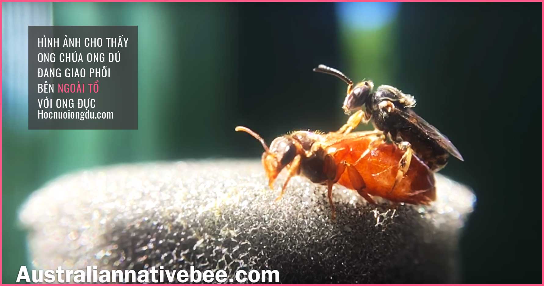 Ong dú chúa giao phối bên ngoài tổ với một ong đực