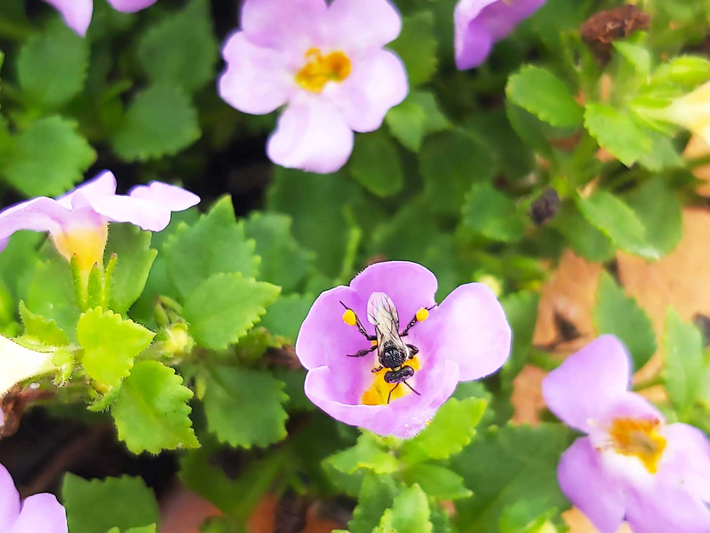 ong dú đang ăn phấn hoa và mang phấn hoa trên bông hoa