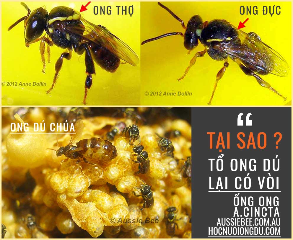 Ong dú giống Austroplebeia Cincta, giống ong không ngòi đốt ở Úc