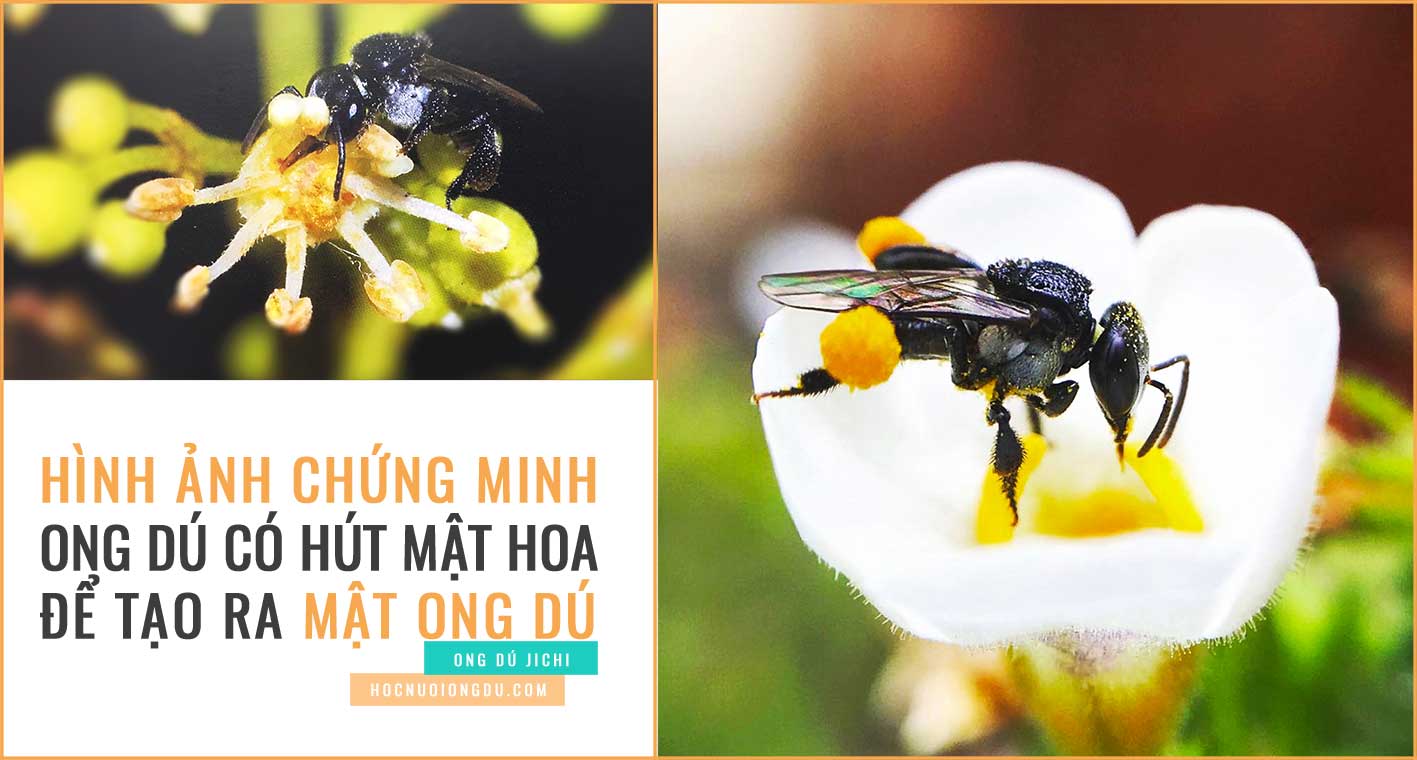 Ong dú đang hút mật hoa để luyện thành mật ong dú