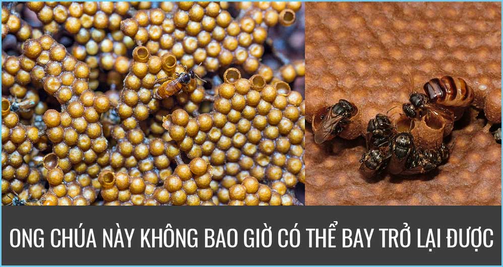 Ong không bốc bay vì ong dú chúa không thể bay