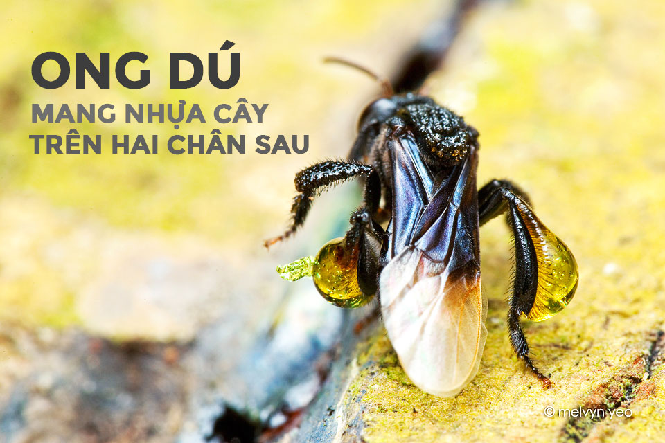 ong dú mang keo ong (nhựa cây) trên hai chân sau về tổ