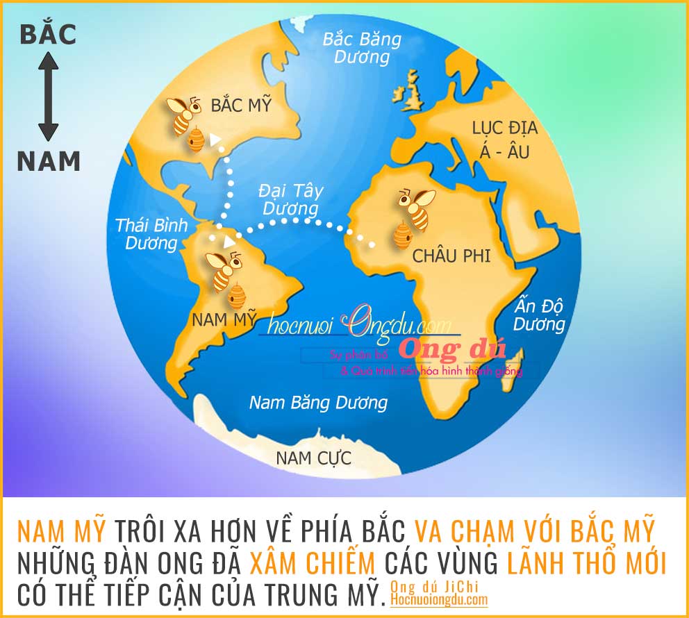 Ong dú phân bố sang bắc mỹ, vòng đời của loài ong