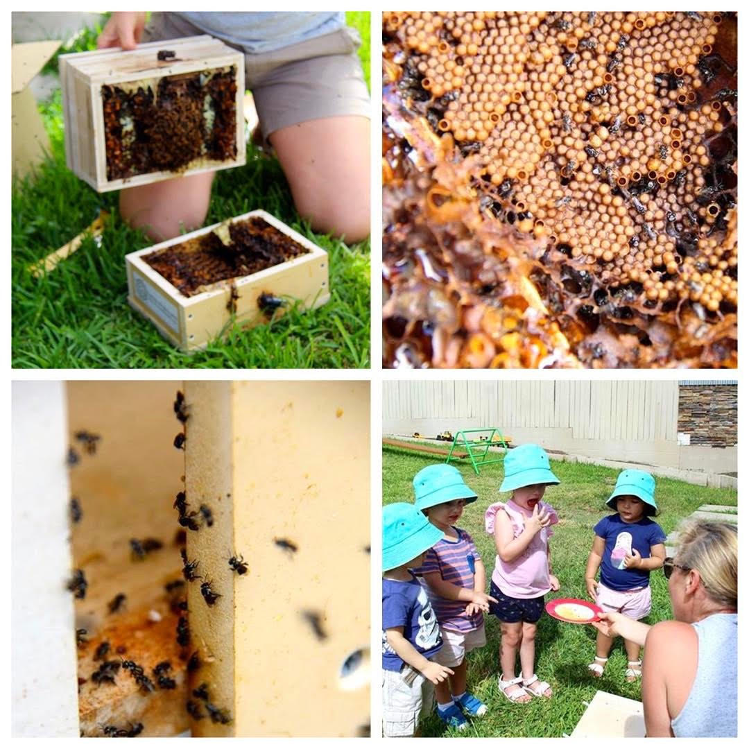 Tổ ong dú tại trường mầm non được nuôi nhằm mục đích giáo dục cho trẻ