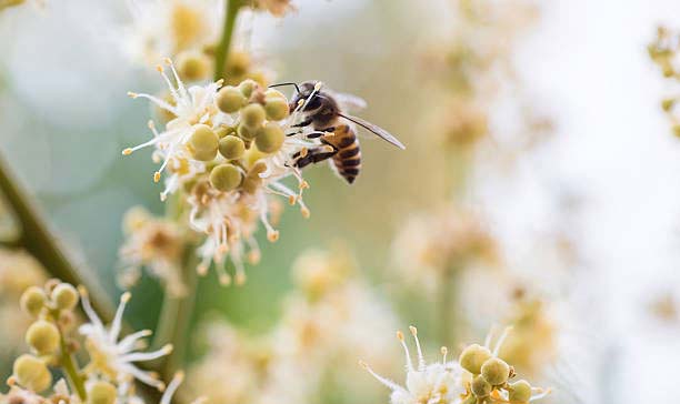 Ong hút mật bông nhãn về làm mật ong hoa nhãn| Trại nuôi ong