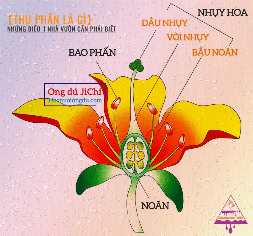 Cách ong lấy phấn hoa từ hoa như thế nào