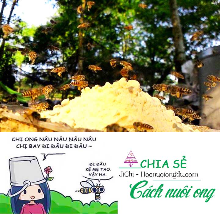 ong mật bay bao xa, ong mật kiếm ăn bao xa