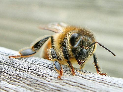 ong mật, cách bắt ong mật tự nhiên về nuôi