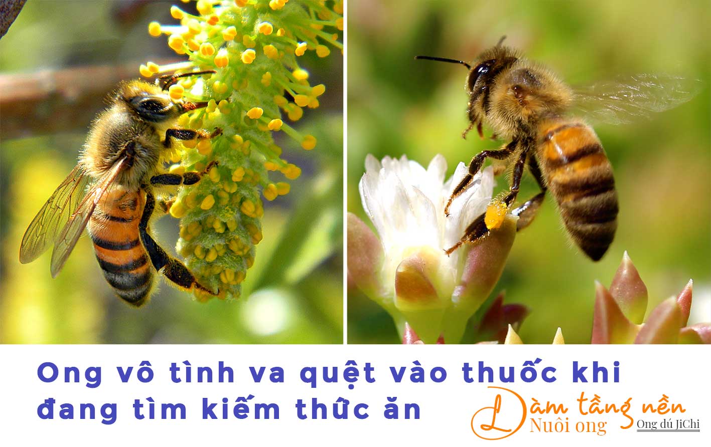 Ong mật bị dính thước sâu trong khi lấy mật trên hoa
