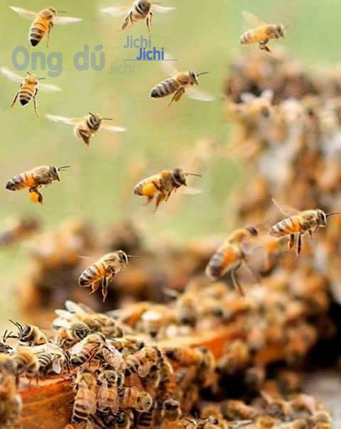 Ong mật nội địa và mua tổ ong mật ở đâu