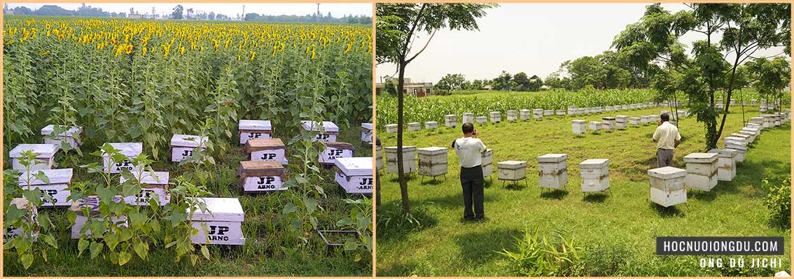 Ong mật sống ở đâu, cách đặt tổ ong trong nhà kính