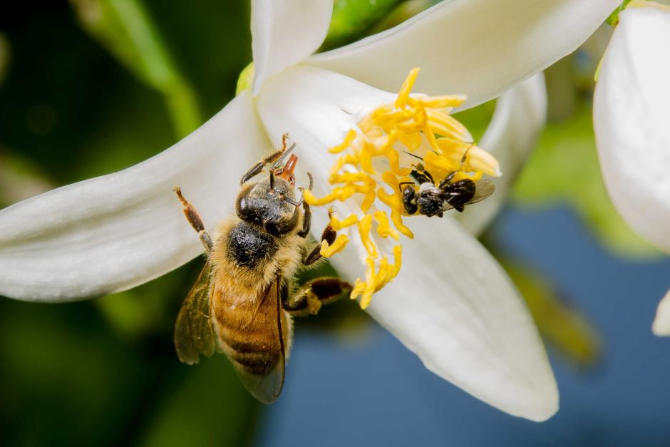 con ong mật và giống ong dú cùng thụ phấn một bông hoa lan