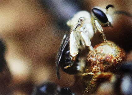ong dú non mới nở ra từ kén nhộng của nó trong tổ