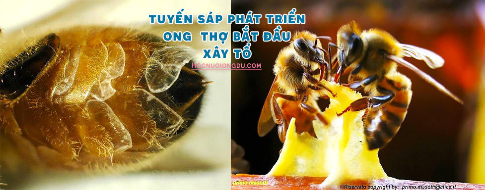 ong thợ đang xây tổ, ong xây tổ