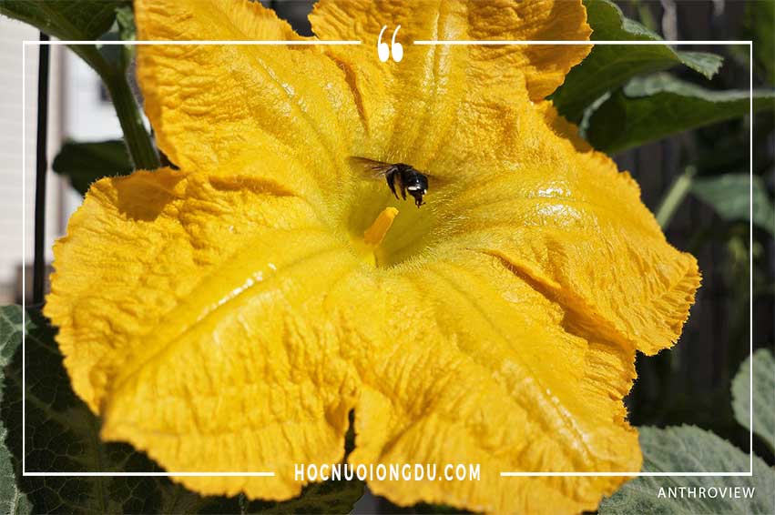Ong thụ phấn cho cây dưa