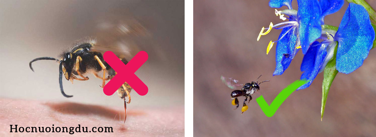 ong dú không chích hay đốt người cực kỳ an toàn với trẻ em