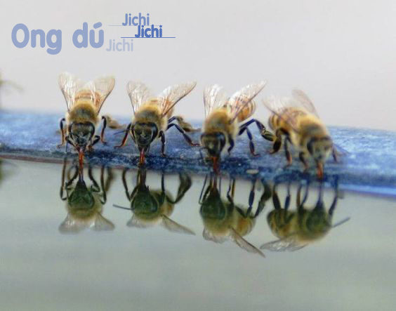 Ong ý hay ong mật ngoại và cung cấp vật tư nuôi ong