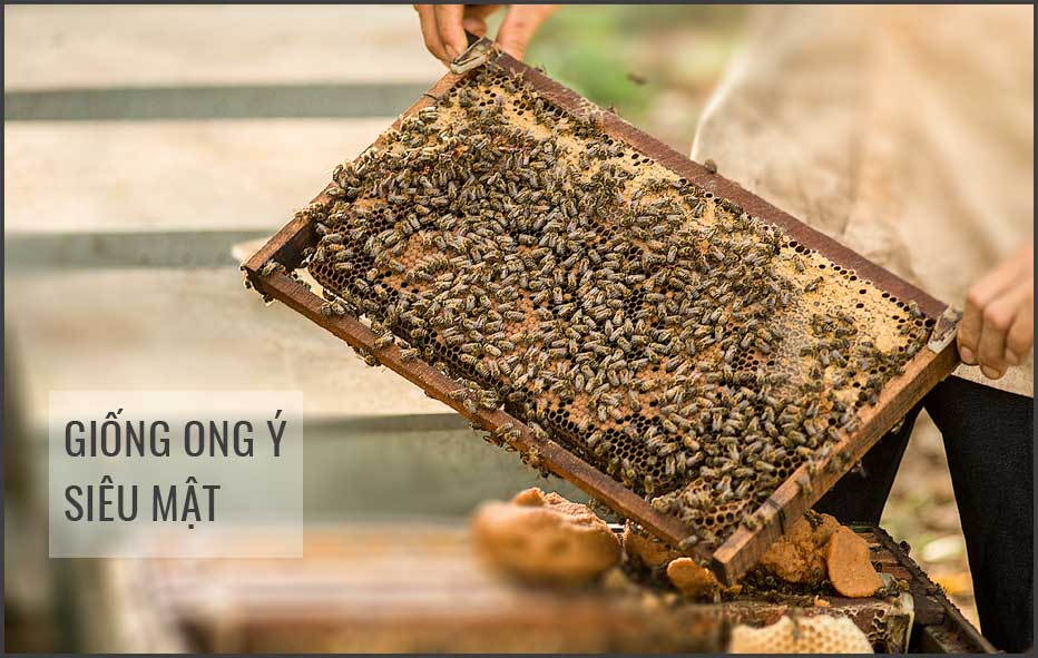 Ong ý siêu mật, công ty bán ong giống