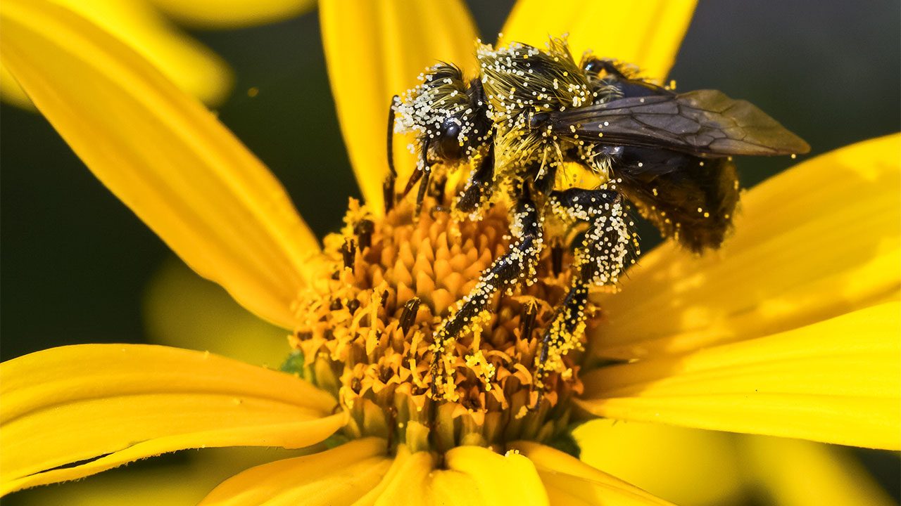 phấn hoa dính trên ong mật và vô tình thụ phấn cho cây trồng