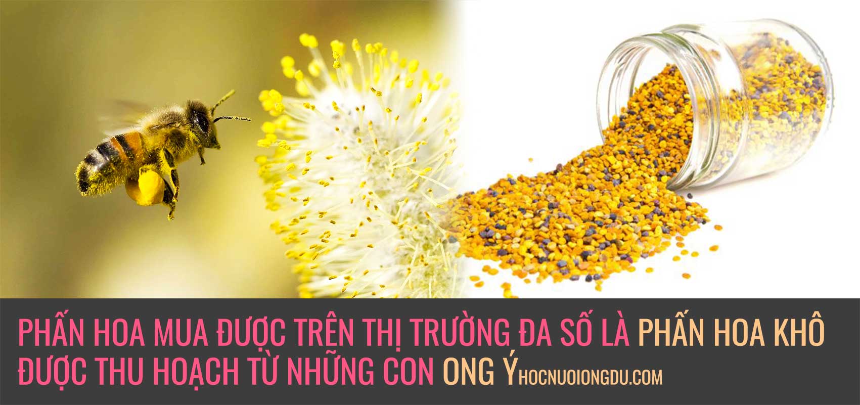 Phấn hoa mua ở siêu thị được khai thác từ giống ong ý