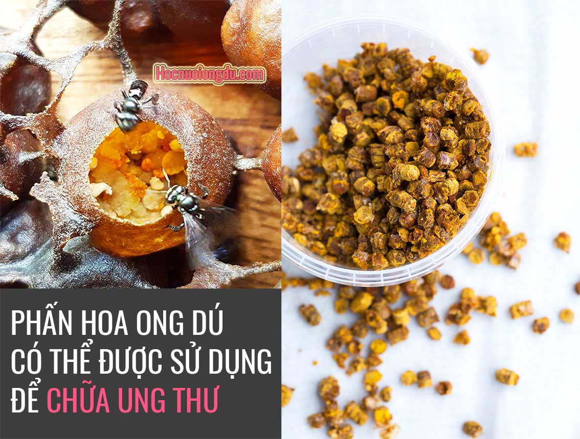 Phấn hoa ong dú bee bread, công dụng của phấn hoa ong