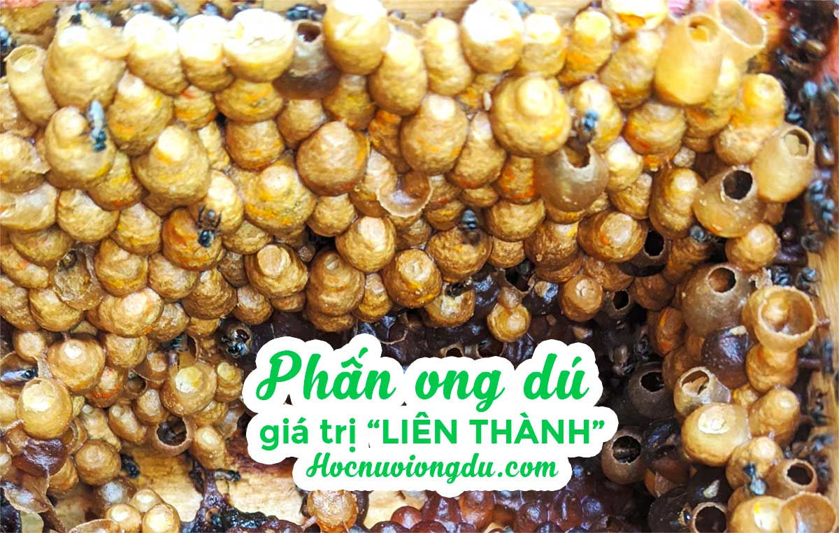 phấn hoa ong dú - bee bread of meliponini