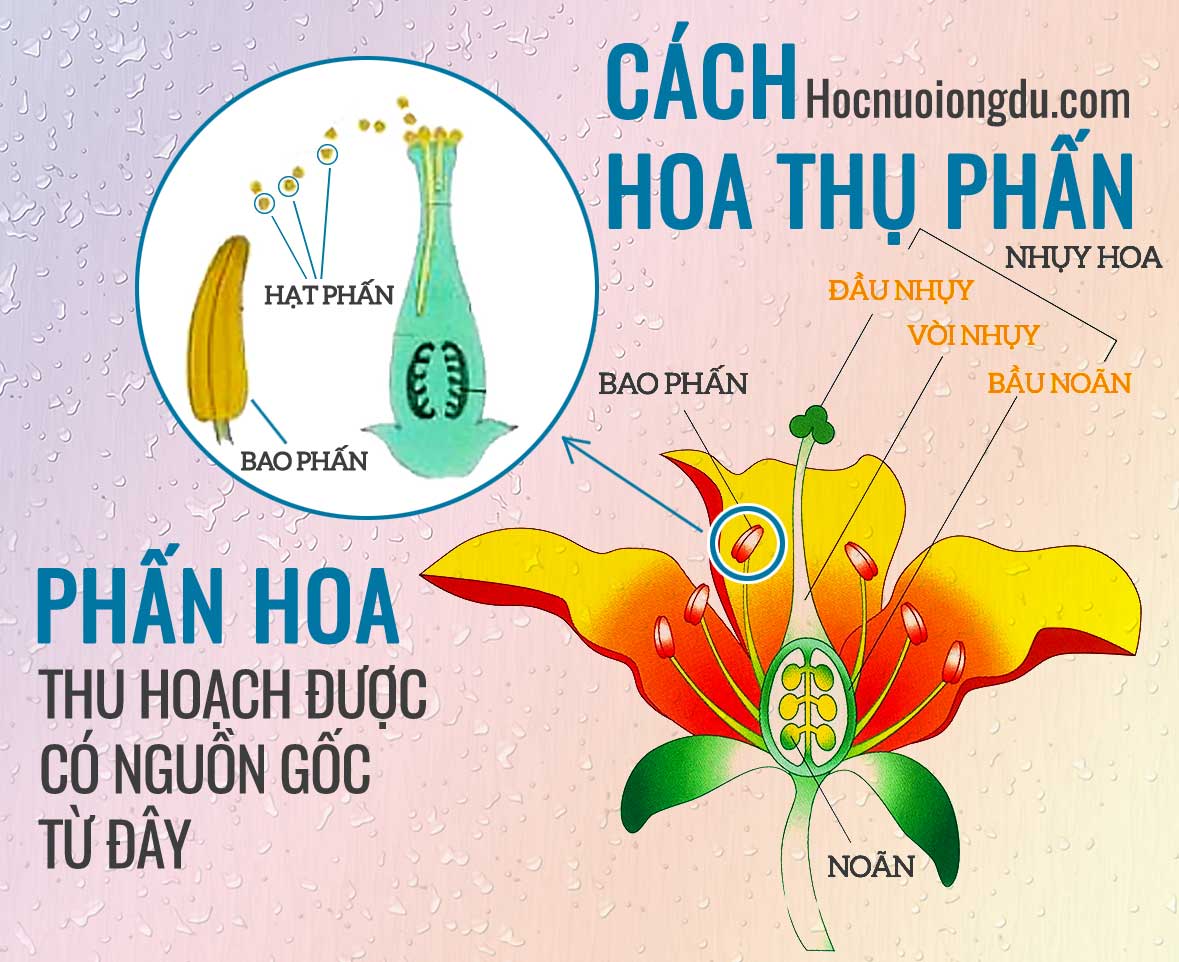 Phấn hoa ong là sản phẩm của quá trình thụ phấn ở cây