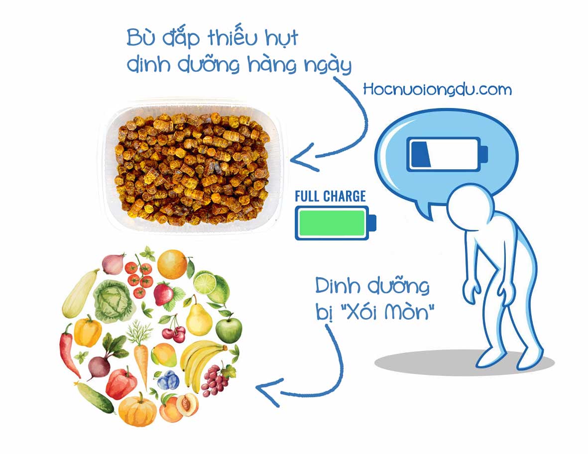 phấn hoa ong là thực phẩm giàu dinh dưỡng