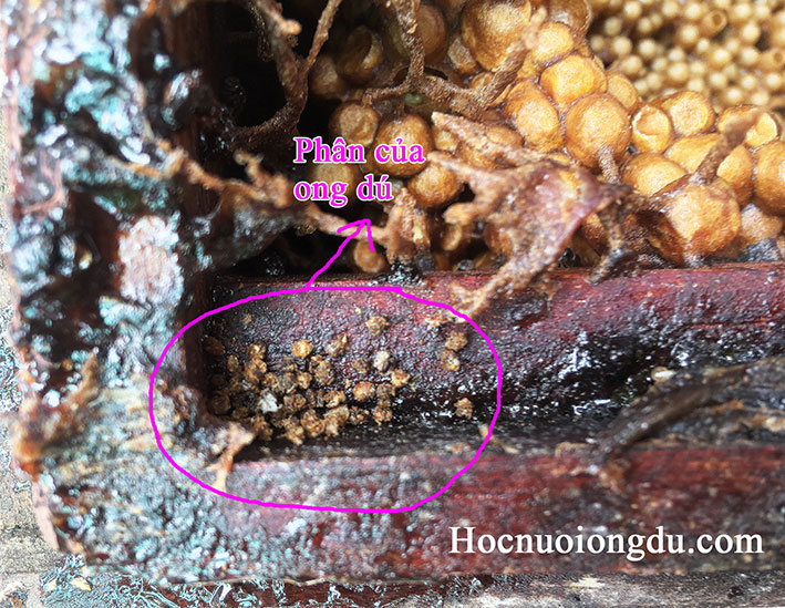phân của ong dú tích trữ trong tổ của chúng như những viên rác