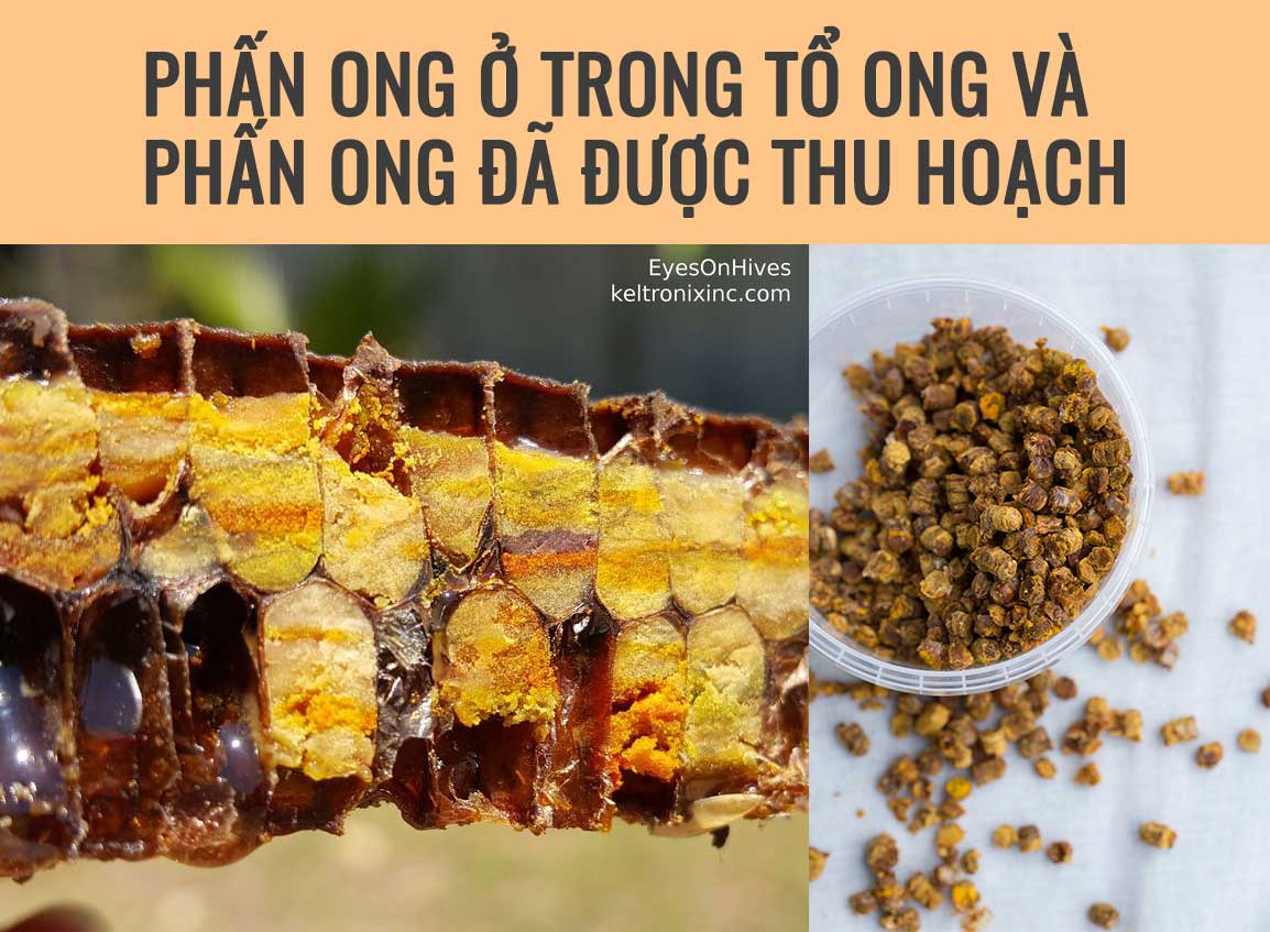 Phấn ong hay phấn hoa lên men hoặc bánh mì ong