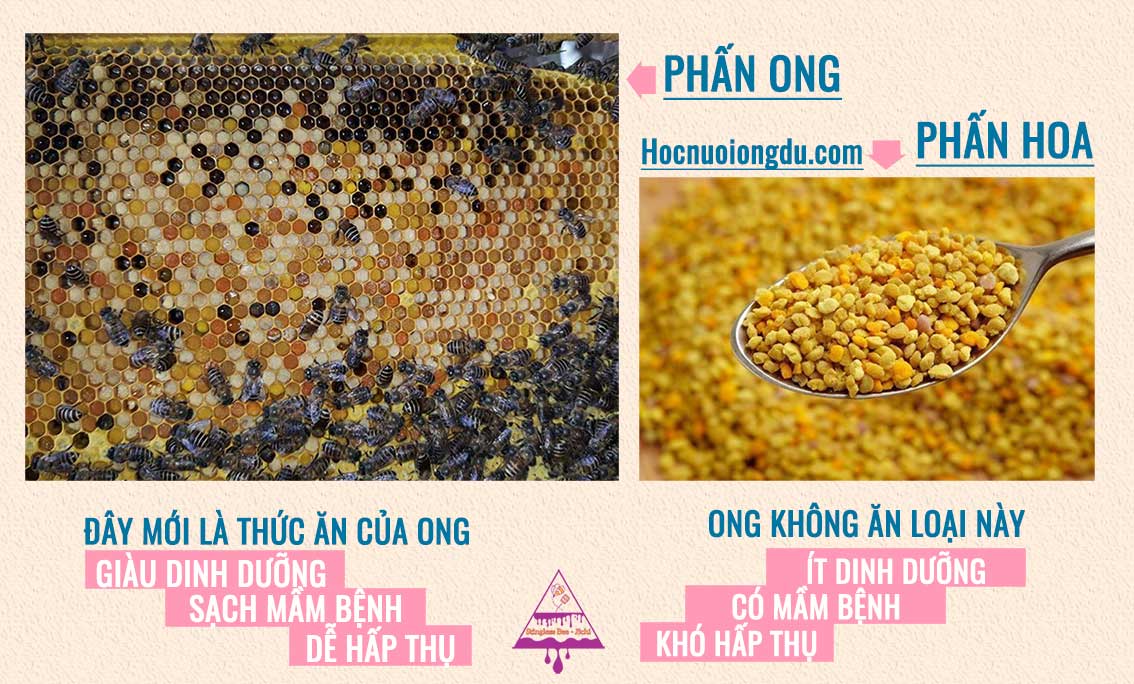 Phấn ong mới là thức ăn bổ dưỡng cho bé và người gầy