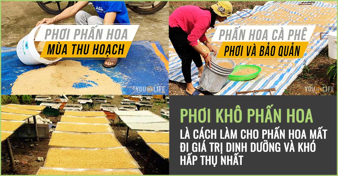 Phơi khô phấn hoa mất đi dinh dưỡng có trong phấn ong