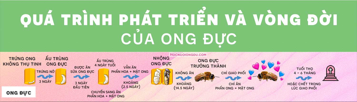 quá trình phát triển của ong đực, sinh sản trinh sinh ở ong